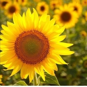 Meet your Posher, Jan